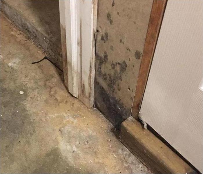 Mold Growth on Wall
