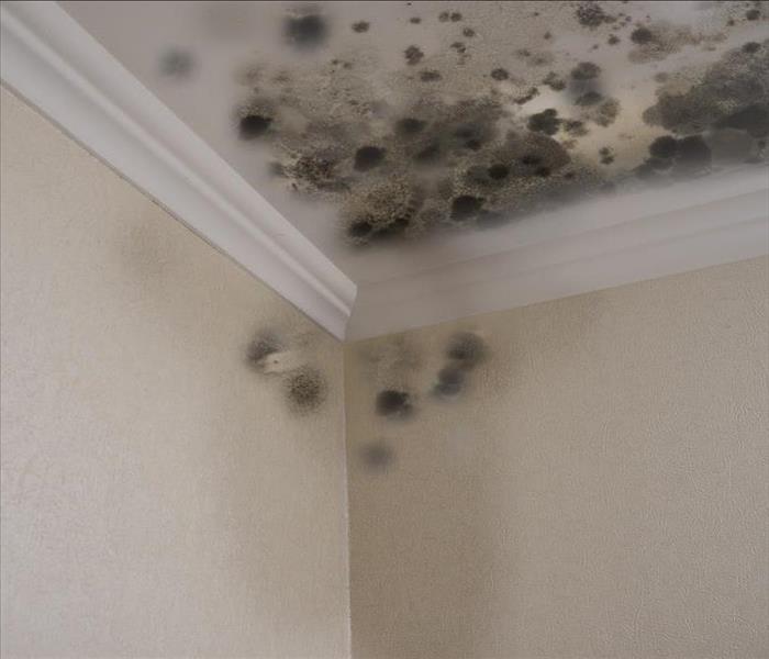 Mold growing on a ceiling.